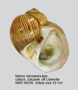 Natica rubromaculata (2)